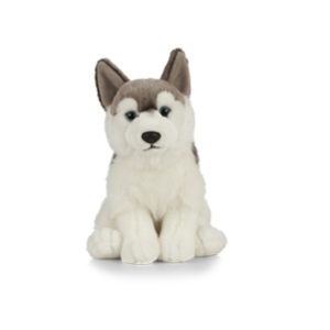 Chien Husky