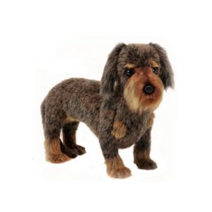 Chien Teckel à Poil Dur