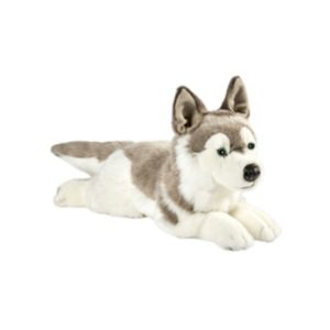 Chien Husky Couché