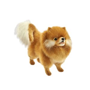 Chien Loulou de Poméranie