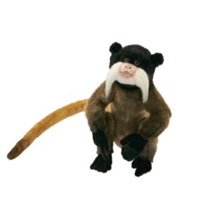 Tamarin Empereur