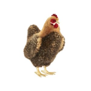 Poule Beige