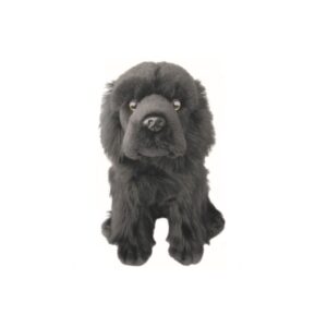 Chien Terre-Neuve