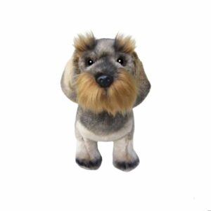 Chien Teckel à Poil Dur