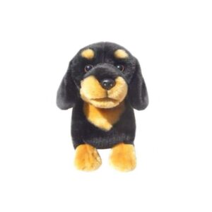 Chien Teckel Noir et Feu