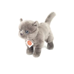 Chaton Chartreux Debout