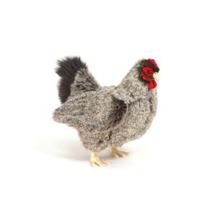 Poule Naine Grise