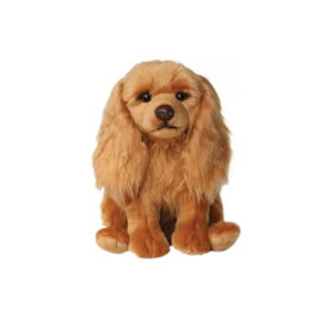 Chien Cavalier King Charles Roux