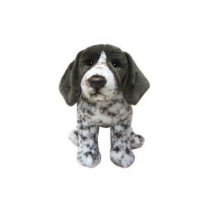 Chien Pointer Allemand Shorthaired