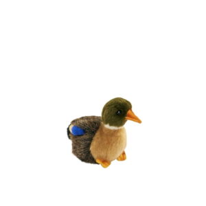Canard Colvert Petit Modèle